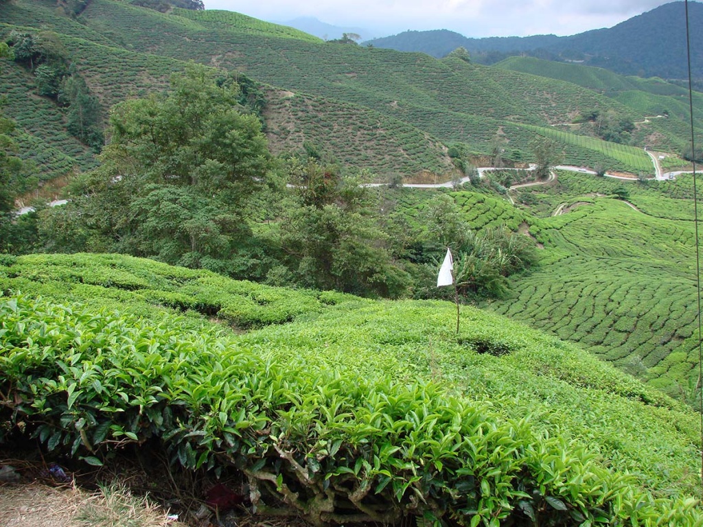 Boh Tea Plantation de thé, Cameron Highlands, Malaisie