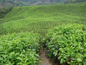 cameron highlands, malaisie