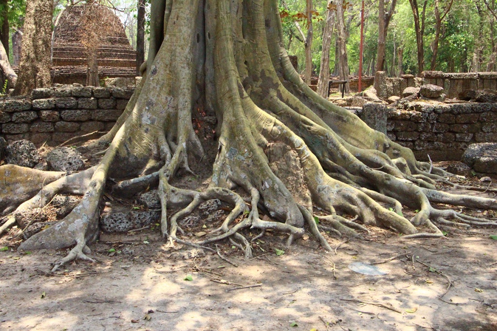 arbre thailande Sukhotai