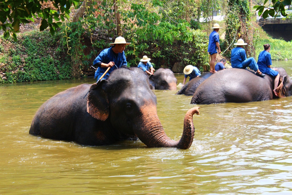 thai elephant camp, lampang thailande