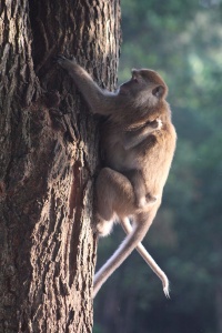 monkey, perhentian islands