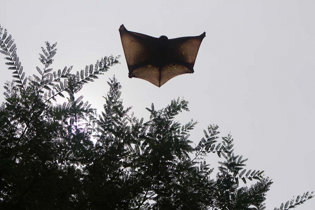 flying squirrel, perhentian