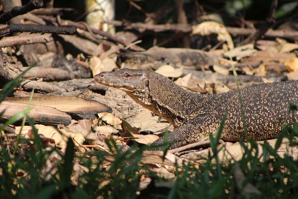 prevention islands monitor lizard
