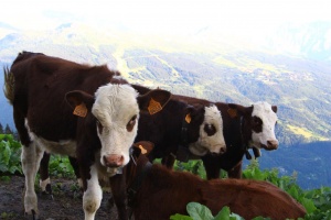 vaches-de-tarentaise